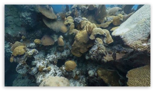 Nature of the Sea UltraHD Wallpaper for HD 16:9 ;