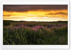 Nature Scenes Ultra HD Wallpaper for 4K UHD Widescreen desktop, tablet & smartphone