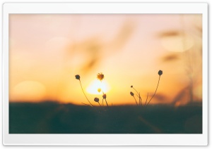 Nature Scenes Ultra HD Wallpaper for 4K UHD Widescreen desktop, tablet & smartphone