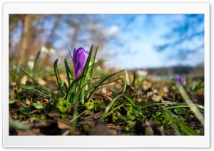 Nature Spring Flower Ultra HD Wallpaper for 4K UHD Widescreen desktop, tablet & smartphone