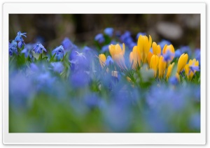 Nature Spring Flowers Ultra HD Wallpaper for 4K UHD Widescreen desktop, tablet & smartphone