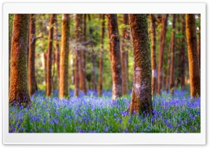 Nature Spring Scene Ultra HD Wallpaper for 4K UHD Widescreen desktop, tablet & smartphone