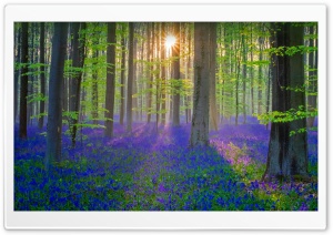 Nature Springtime Ultra HD Wallpaper for 4K UHD Widescreen desktop, tablet & smartphone