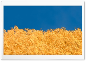 Nature's Colors of the Ukraine Flag 4K UHD Wallpaper for Widescreen and UltraWide Desktop, UltraHD TV, Smartphone, Tablet