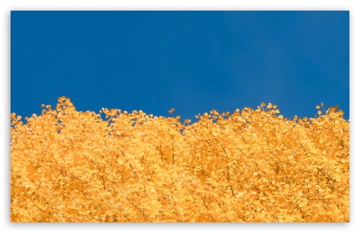 Nature's Colors of the Ukraine Flag UltraHD Wallpaper for UHD 16:9 ; HD 16:9 ; UltraWide 21:9 24:10 32:9 32:10 ; Widescreen 16:10 5:3 ; Fullscreen 4:3 5:4 3:2 ; Tablet 1:1 ; Mobile 9:16 9:19.5 9:20 9:21 9:22 10:16 2:3 3:5 3:4 ; Dual 16:10 5:3 16:9 4:3 5:4 3:2 ;