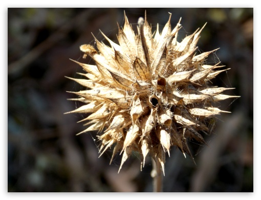 Natures Miracle UltraHD Wallpaper for Fullscreen 4:3 ;