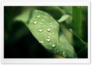 Nature's Tears Ultra HD Wallpaper for 4K UHD Widescreen desktop, tablet & smartphone
