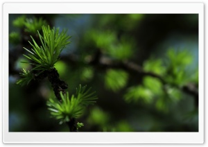 Needles, Summer Ultra HD Wallpaper for 4K UHD Widescreen desktop, tablet & smartphone