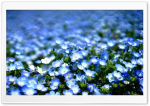 Nemophila, Blue Flower Field 4K UHD Wallpaper for Widescreen and UltraWide Desktop, UltraHD TV, Smartphone, Tablet