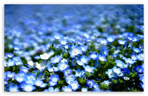 Nemophila, Blue Flower Field 4K UHD Wallpaper for Widescreen and UltraWide Desktop, UltraHD TV, Smartphone, Tablet Nemophila, Blue Flower Field UltraHD Wallpaper for UHD 16:9 ; HD 16:9 ; UltraWide 21:9 24:10 32:9 32:10 ; Widescreen 16:10 5:3 ; Fullscreen 4:3 5:4 3:2 ; Tablet 1:1 ; Dual 16:10 5:3 16:9 4:3 5:4 3:2 ;