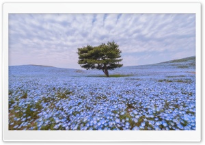 Nemophila Flower Field Ultra HD Wallpaper for 4K UHD Widescreen desktop, tablet & smartphone