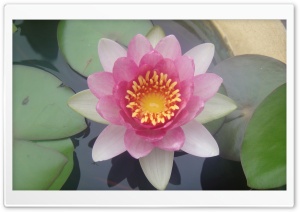 Nenuphar Ultra HD Wallpaper for 4K UHD Widescreen desktop, tablet & smartphone