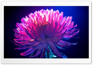 Neon Crysanthemum Flower Close-up 4K UHD Wallpaper for Widescreen and UltraWide Desktop, UltraHD TV, Smartphone, Tablet