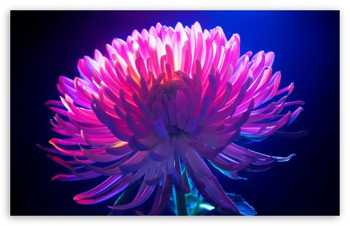 Neon Crysanthemum Flower Close-up UltraHD Wallpaper for UHD 16:9 ; HD 16:9 ; UltraWide 21:9 24:10 32:9 32:10 ; Widescreen 16:10 5:3 ; Fullscreen 4:3 5:4 3:2 ; Tablet 1:1 ; Mobile 3:4 ; Dual 16:10 5:3 16:9 4:3 5:4 3:2 ;