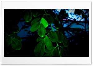 Neon Leaves Ultra HD Wallpaper for 4K UHD Widescreen desktop, tablet & smartphone