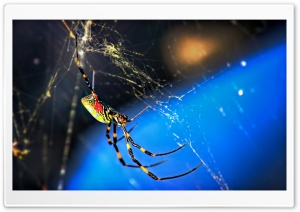 Nephila Clavata Spider Ultra HD Wallpaper for 4K UHD Widescreen desktop, tablet & smartphone