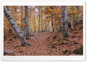 Neverending Autumn in la Fageda den Jord Ultra HD Wallpaper for 4K UHD Widescreen desktop, tablet & smartphone