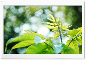 New Leaves Bokeh Ultra HD Wallpaper for 4K UHD Widescreen desktop, tablet & smartphone