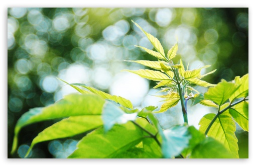 New Leaves Bokeh UltraHD Wallpaper for HD 16:9 ; Widescreen 16:10 5:3 ; Fullscreen 4:3 5:4 3:2 ; Tablet 1:1 ; Mobile 3:4 ;