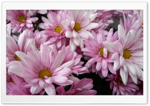 NEW ZEALAND Flowers Ultra HD Wallpaper for 4K UHD Widescreen desktop, tablet & smartphone
