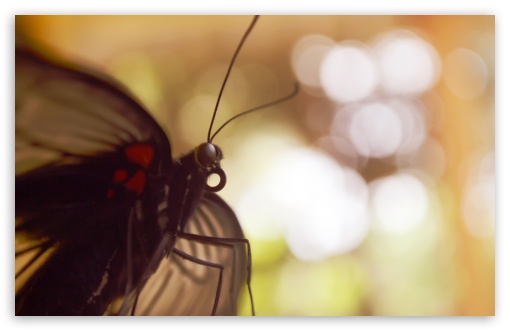 newborn butterfly UltraHD Wallpaper for Widescreen 16:10 ;