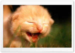 Newborn Kitten Crying Ultra HD Wallpaper for 4K UHD Widescreen desktop, tablet & smartphone