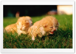 Newborn Kittens Ultra HD Wallpaper for 4K UHD Widescreen desktop, tablet & smartphone