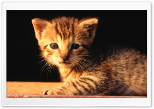 Newborn Tabby Kitten Ultra HD Wallpaper for 4K UHD Widescreen desktop, tablet & smartphone