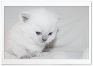 Newborn White Kitten Ultra HD Wallpaper for 4K UHD Widescreen desktop, tablet & smartphone