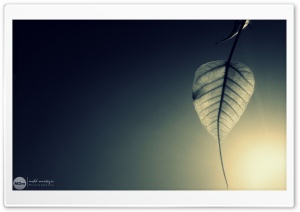Newly Born Leaf Ultra HD Wallpaper for 4K UHD Widescreen desktop, tablet & smartphone