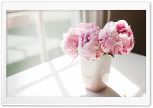 Nice Pink Peonies Flowers Ultra HD Wallpaper for 4K UHD Widescreen desktop, tablet & smartphone