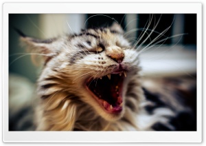 Nice Sleepy Cat Ultra HD Wallpaper for 4K UHD Widescreen desktop, tablet & smartphone