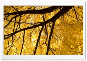 Nice Yellow Leafage Ultra HD Wallpaper for 4K UHD Widescreen desktop, tablet & smartphone