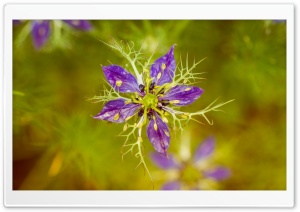 Nigella Damascena Flower Macro Ultra HD Wallpaper for 4K UHD Widescreen desktop, tablet & smartphone