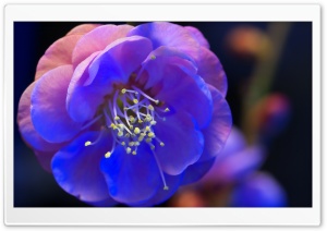 Night Blossom Ultra HD Wallpaper for 4K UHD Widescreen desktop, tablet & smartphone