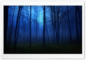 Night In The Forest Ultra HD Wallpaper for 4K UHD Widescreen desktop, tablet & smartphone