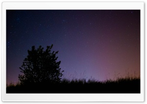 Night Sky with Tree Ultra HD Wallpaper for 4K UHD Widescreen desktop, tablet & smartphone