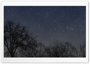 Night Tree Ultra HD Wallpaper for 4K UHD Widescreen desktop, tablet & smartphone