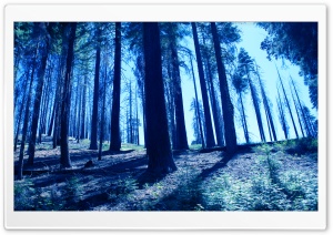 Night Trees Blue Ultra HD Wallpaper for 4K UHD Widescreen desktop, tablet & smartphone