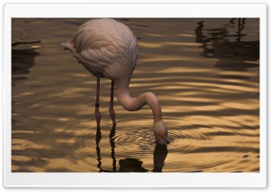 Night with Flamingo Ultra HD Wallpaper for 4K UHD Widescreen desktop, tablet & smartphone