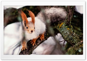 Nimble Squirrel Ultra HD Wallpaper for 4K UHD Widescreen desktop, tablet & smartphone