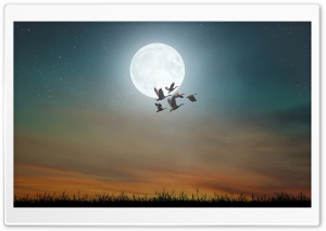 Nocturnal Migration of Birds, Full Moon Ultra HD Wallpaper for 4K UHD Widescreen desktop, tablet & smartphone