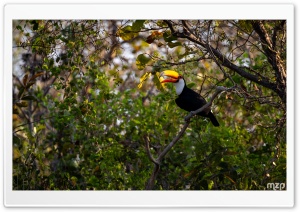 Noisy, Toucan, Bird, Tropical, Habitat, Rainforest, Jungle, Amazon 4K UHD Wallpaper for Widescreen and UltraWide Desktop, UltraHD TV, Smartphone, Tablet