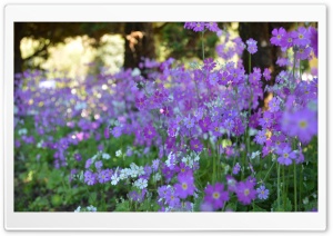 Northern Flower Ultra HD Wallpaper for 4K UHD Widescreen desktop, tablet & smartphone