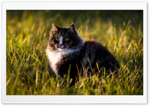Norwegian Forest Cat Ultra HD Wallpaper for 4K UHD Widescreen desktop, tablet & smartphone