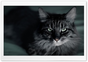 Not Happy Cat Ultra HD Wallpaper for 4K UHD Widescreen desktop, tablet & smartphone
