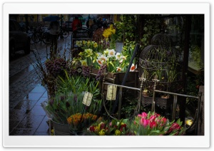 Not the best Spring Weather Ultra HD Wallpaper for 4K UHD Widescreen desktop, tablet & smartphone