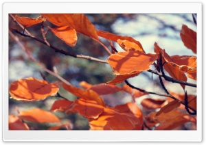 November Ultra HD Wallpaper for 4K UHD Widescreen desktop, tablet & smartphone