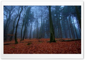 November In Forest Ultra HD Wallpaper for 4K UHD Widescreen desktop, tablet & smartphone