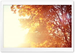 November Sun Ultra HD Wallpaper for 4K UHD Widescreen desktop, tablet & smartphone